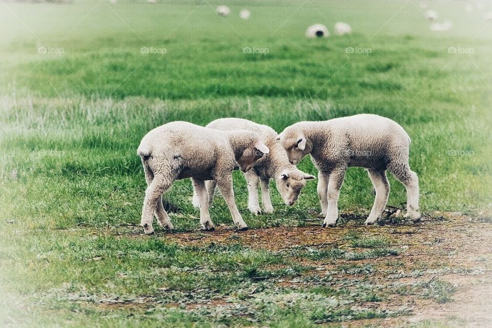 Spring Lambs Jousting