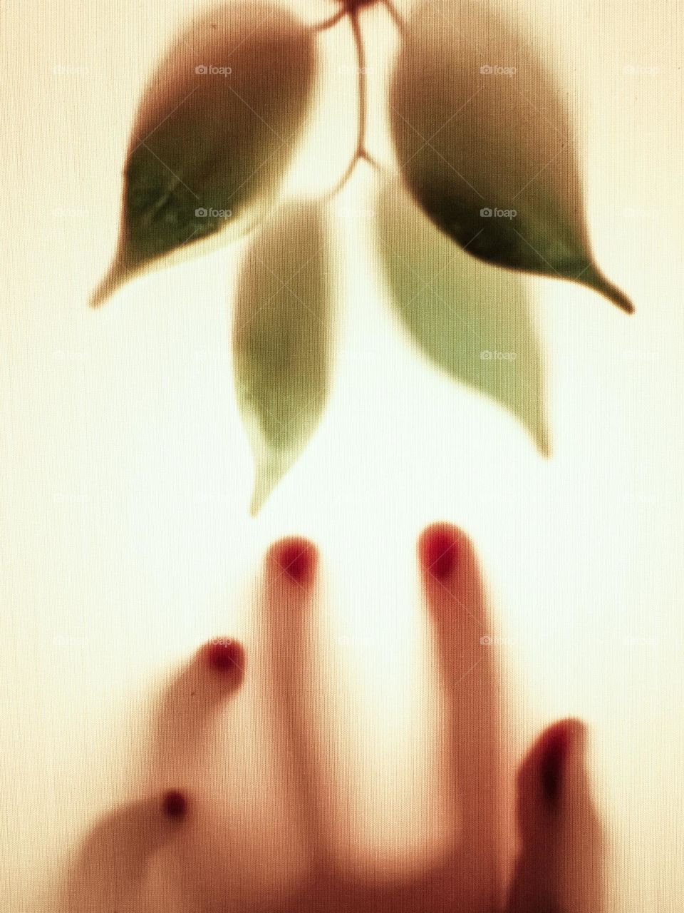 Shadow of hand reaching for the leaves behind a backlit cloth fabric