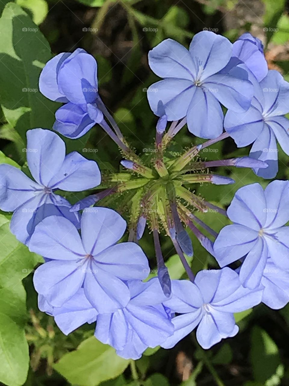 Plumbago