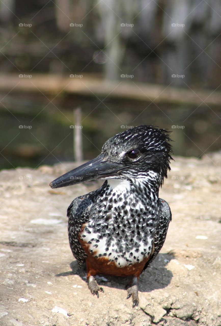 Giant kingfisher