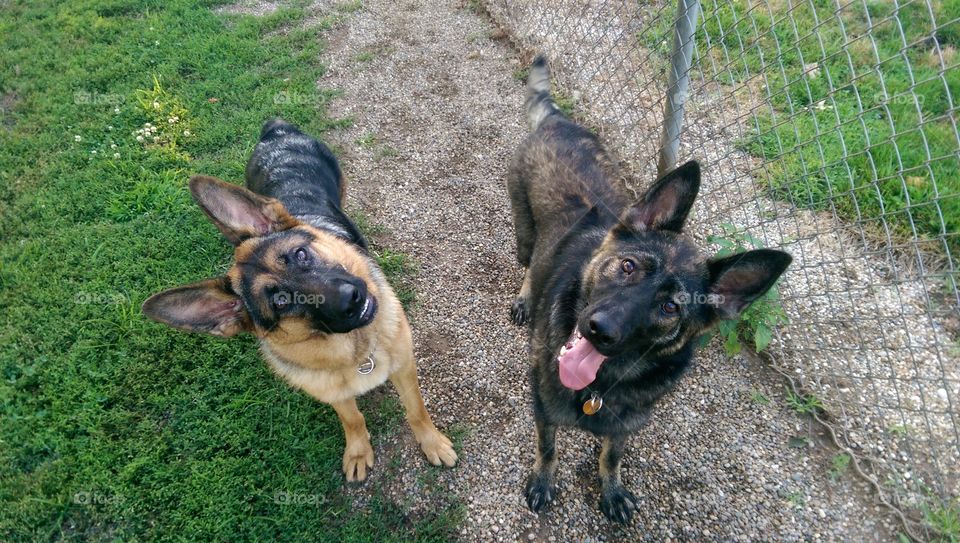 German Shepherd friends