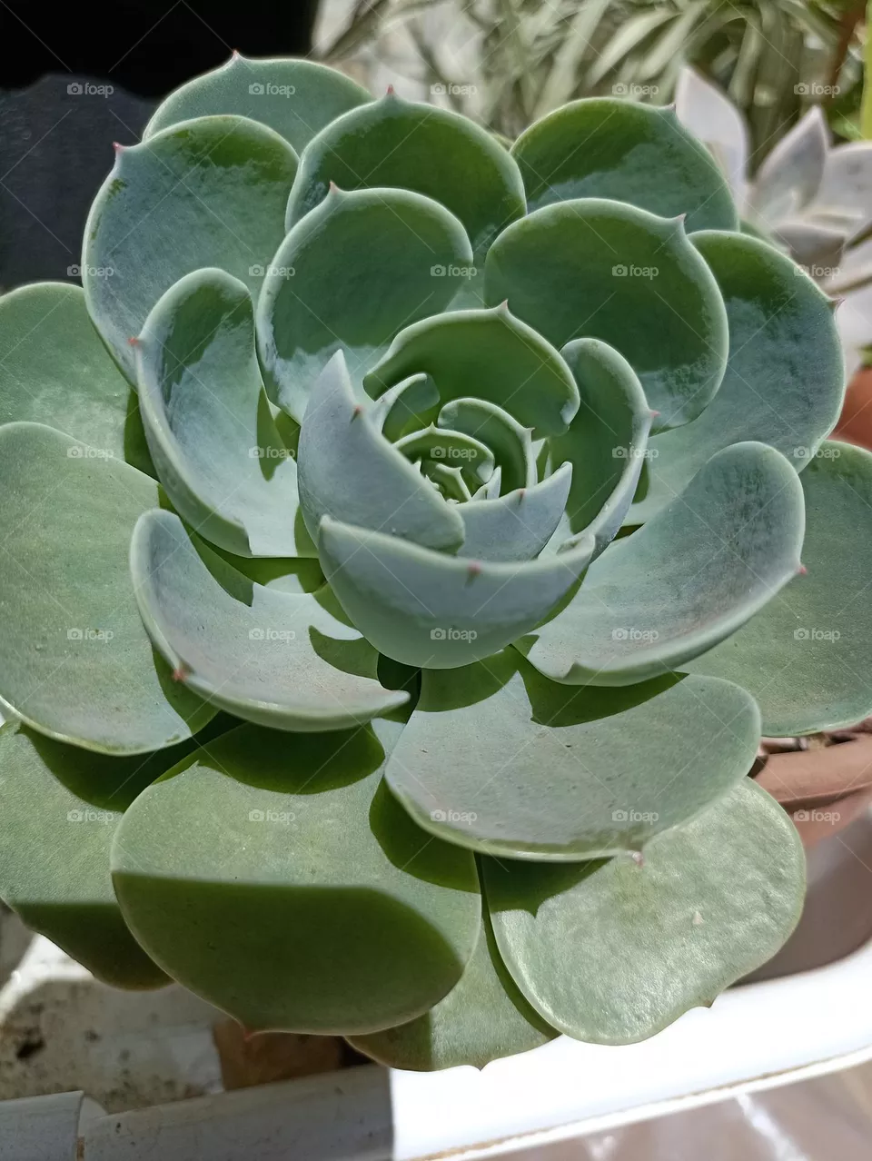 suculenta