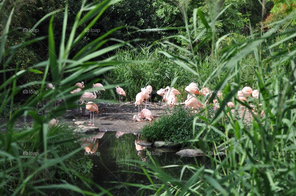 Flamingos.