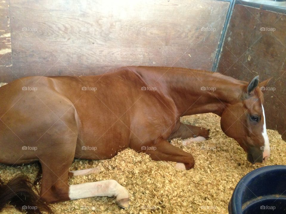Fun fact: horses don't always sleep standing up. They like to lay down too