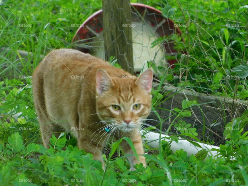 hunting orange, green eyed cat with blue collar and bell outside in nature