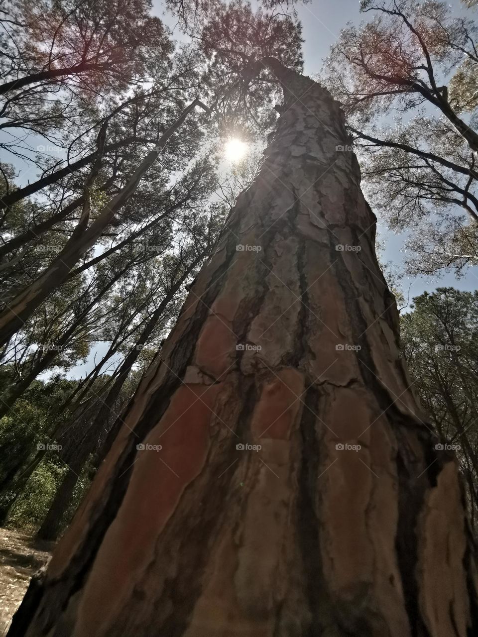 From the ground up. Cedar forest in Calambria, Italy. Amazing view from below. Sunny day in the cedar forest.