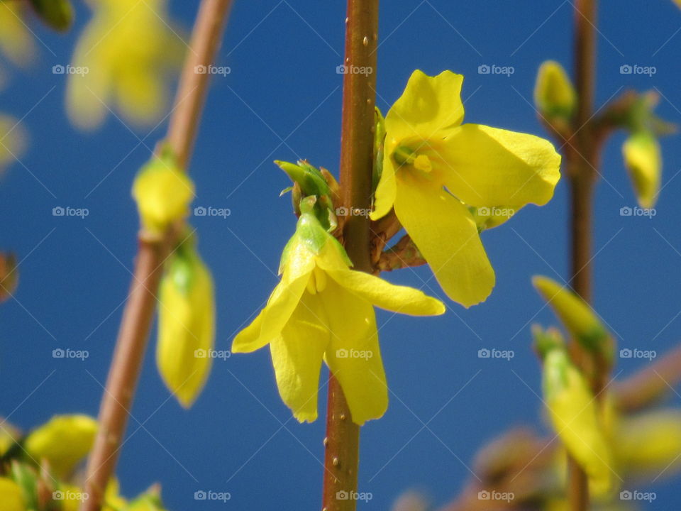 Forsythia spring flowers