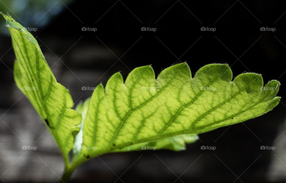 Beautiful Natural texture of strawberry leaf