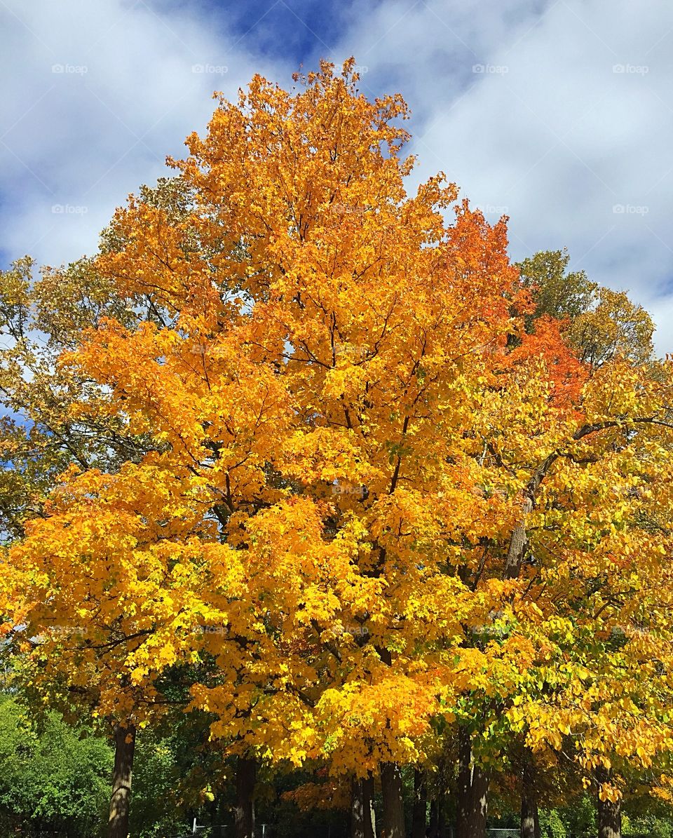 Golden fall colours 