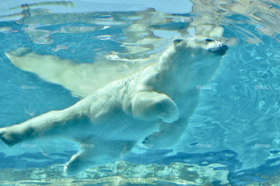 Polar bear swimming in a pool