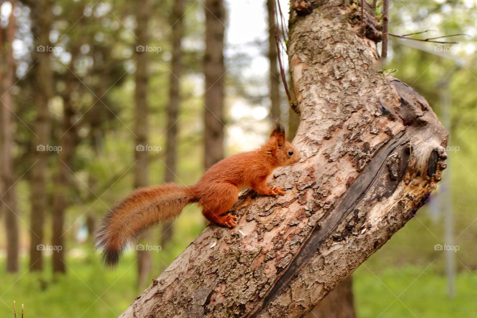 Red squirrel in park 