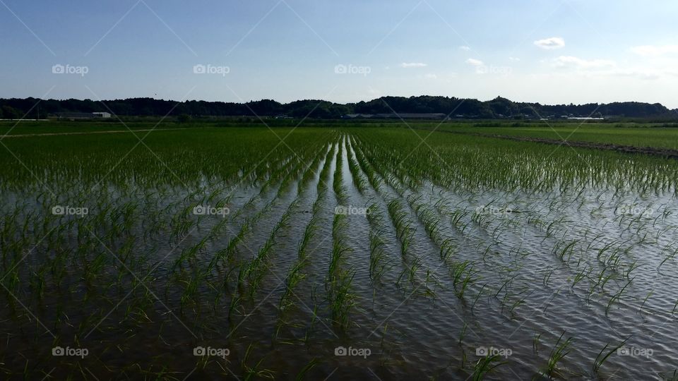 Rice freshly planted in flooded fields — Chiba, Japan.  Taken with an iPhone while cycling in ‘Inba Numa’ near Sakura City.  From this point heading east to the Pacific Ocean it becomes more and more farm country, with large, beautiful birds.