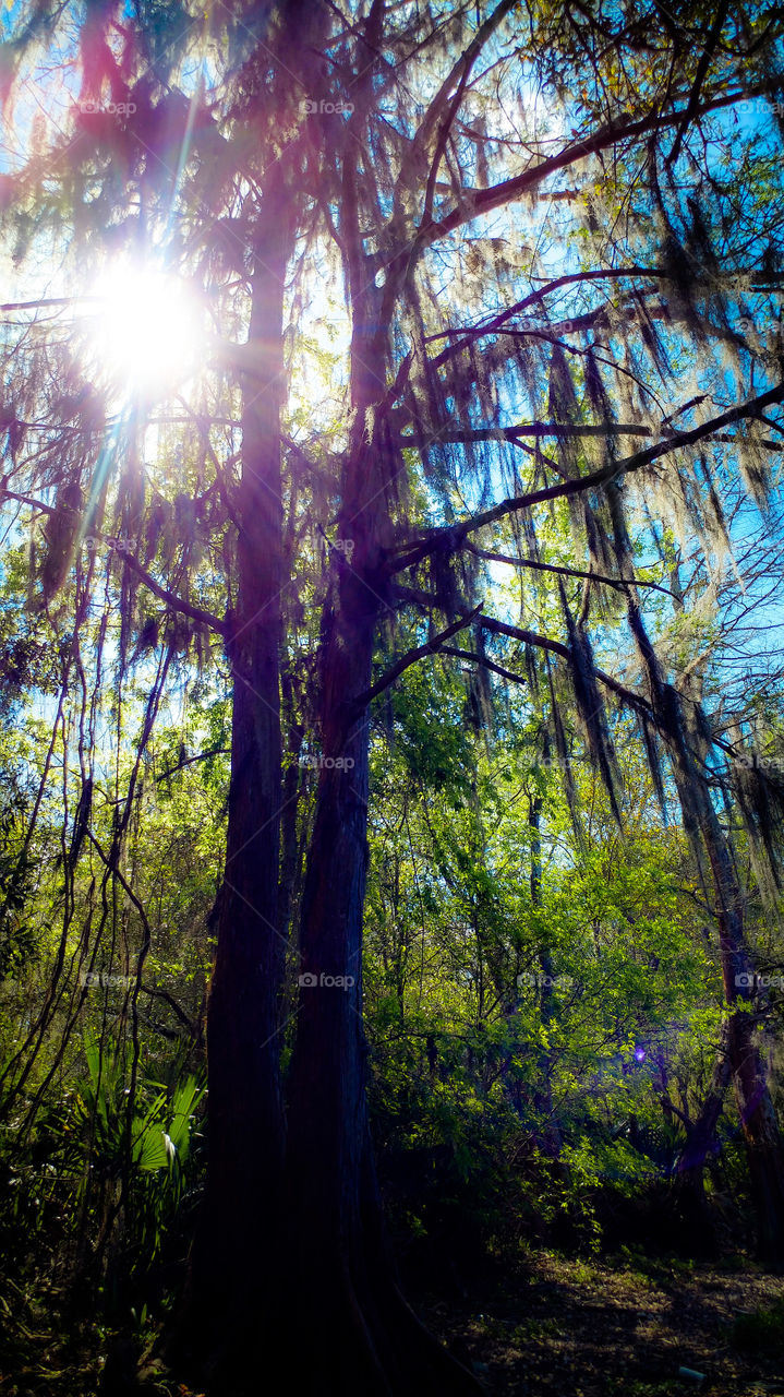 Spanish moss hanging on tree branches