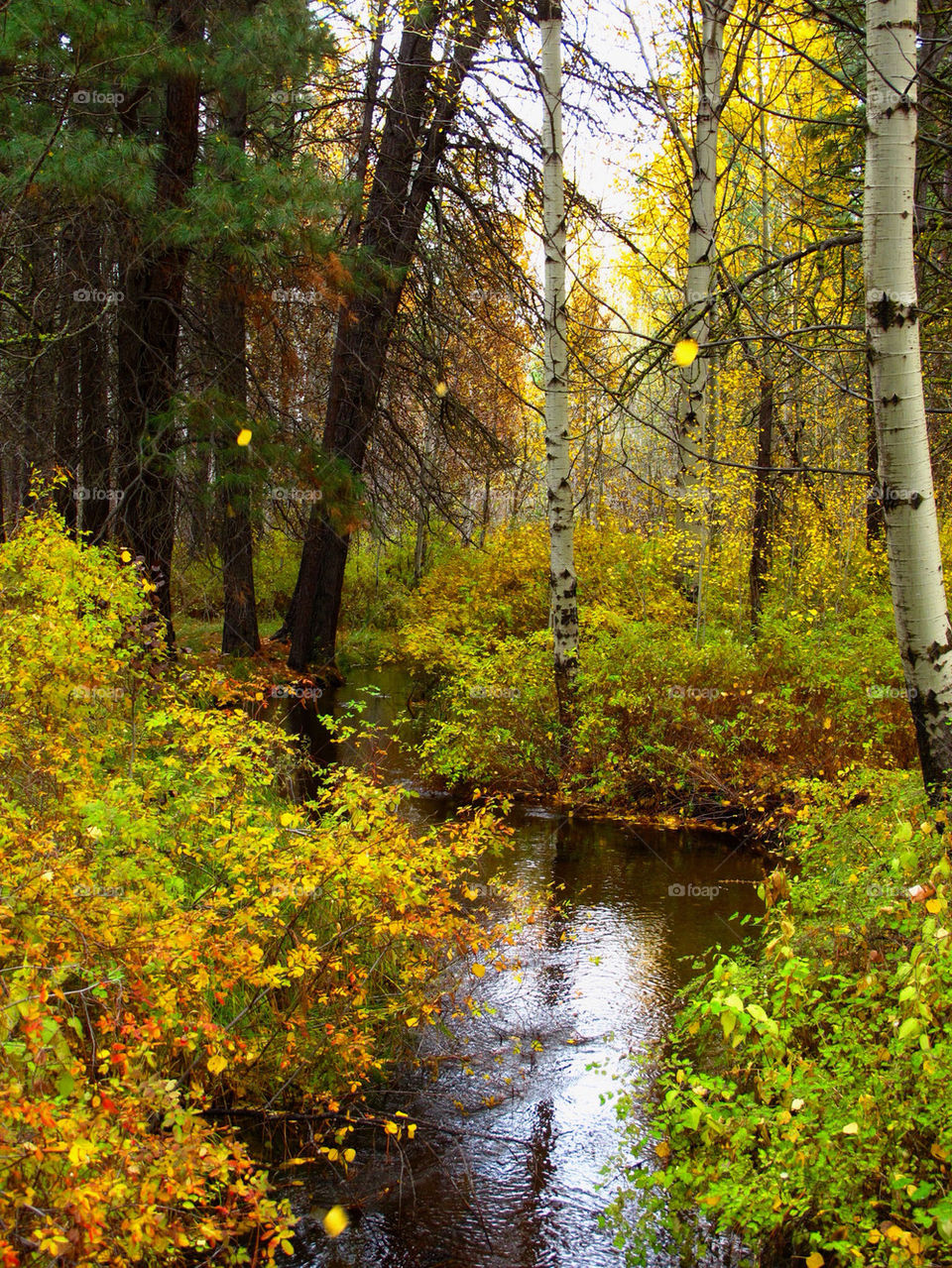 landscape nature leaves water by hddatmyers