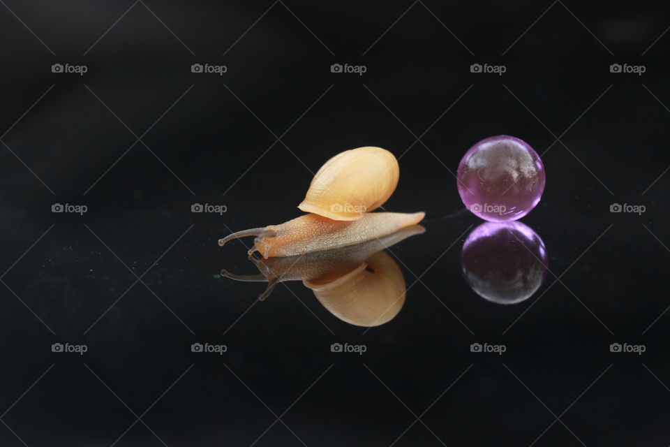 Replection Snail