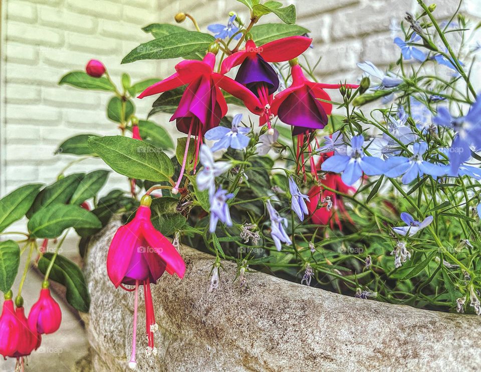 Fuchsia at a clients house  