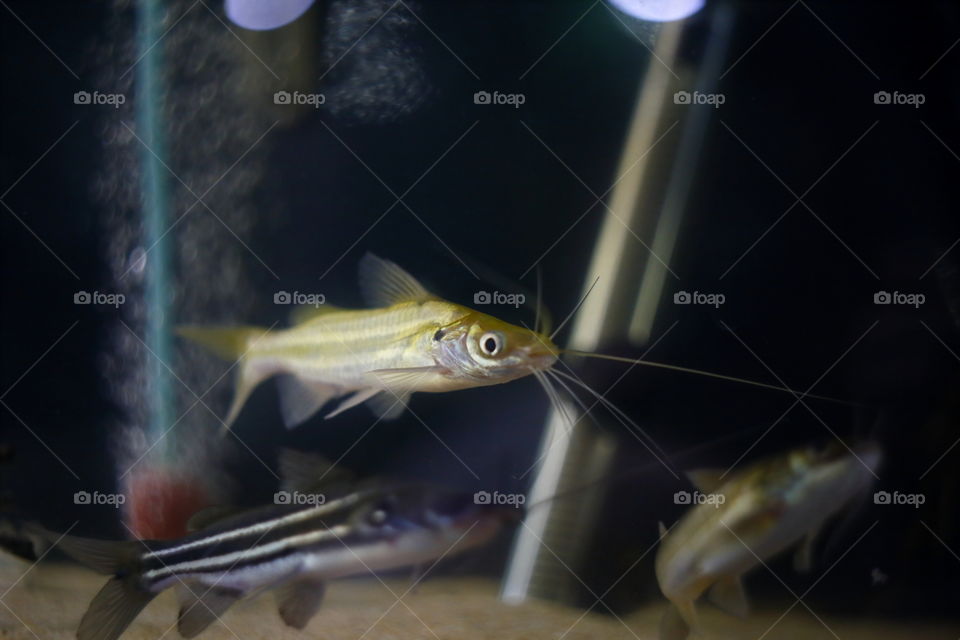 close up of catfish in aquarium tank