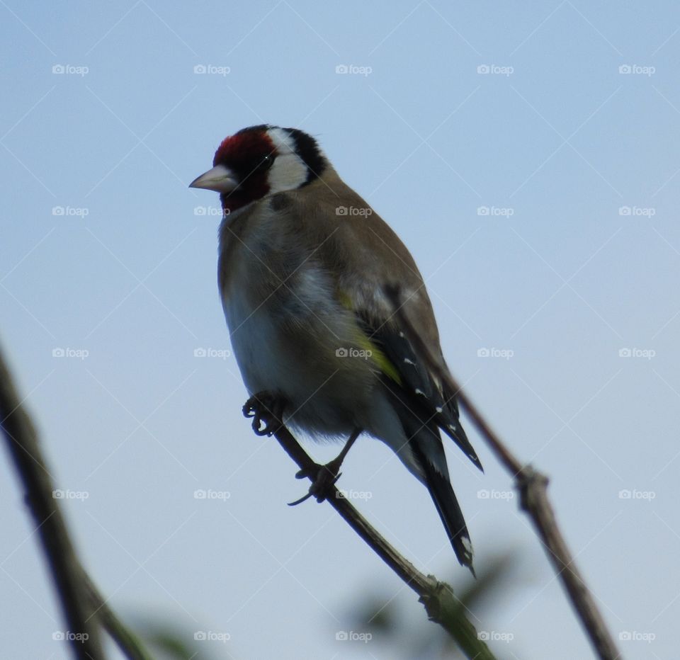 Goldfinch on a grey spring day