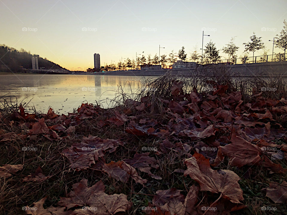 leaves nearby a lake