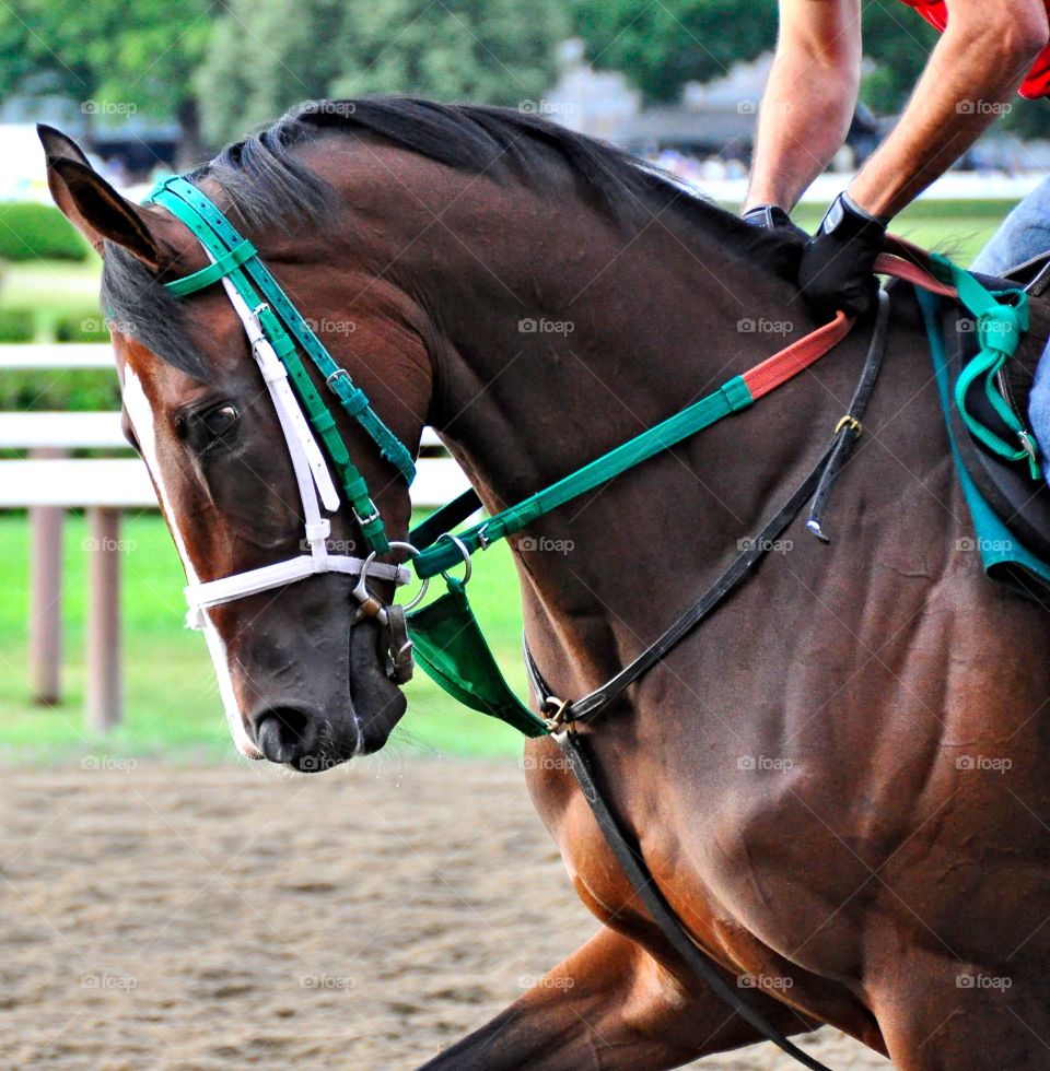 The Powerful Thoroughbred. Saratoga workouts with the nation's top racehorses and trainers train here for the best racing has to offer. 
Fleetphoto