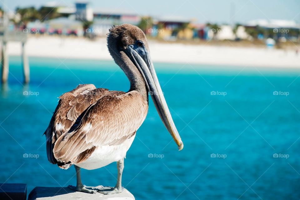 Pelican on the pier