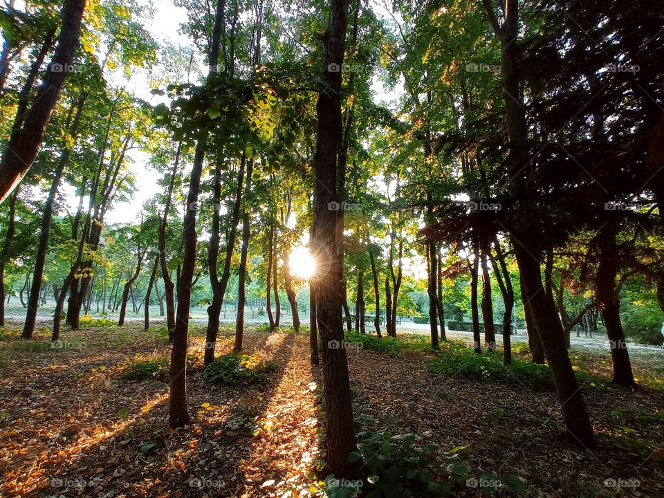 Forest in the sunlight