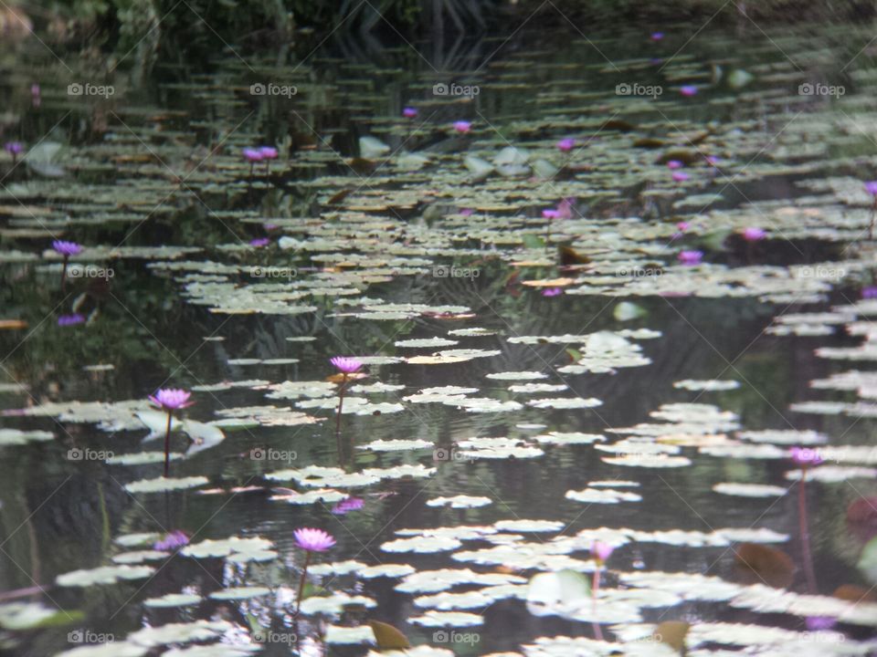 Lotus lake