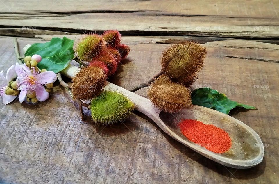 Annatto, native to tropical America. The word urucum comes from the Tupi-Guarani language and means “red”. Its fruits are capsules armed with malleable thorns and turn red when ripe. Used in cooking, cosmetics and also in herbal medicine.