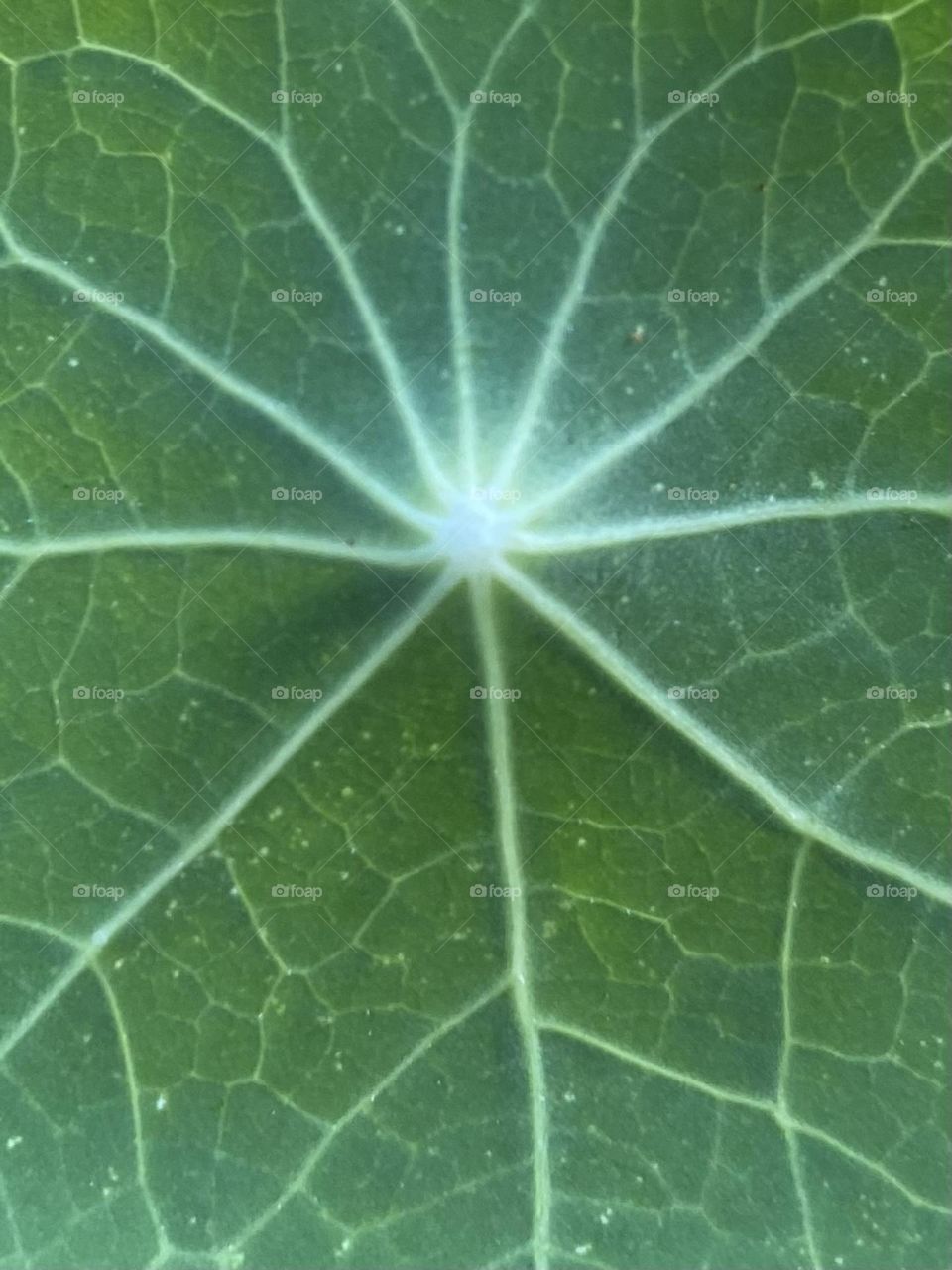 Veins of a Nasturtium 