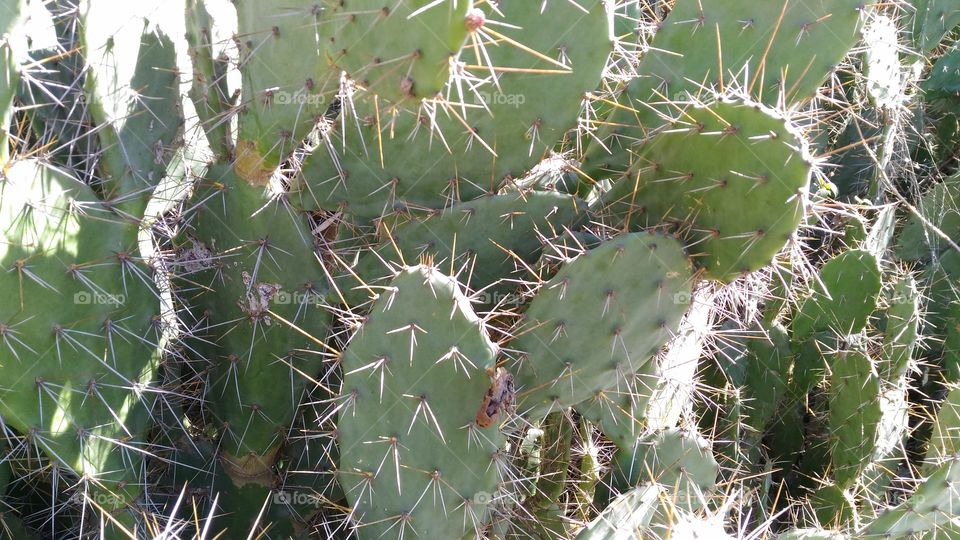 cactus tree