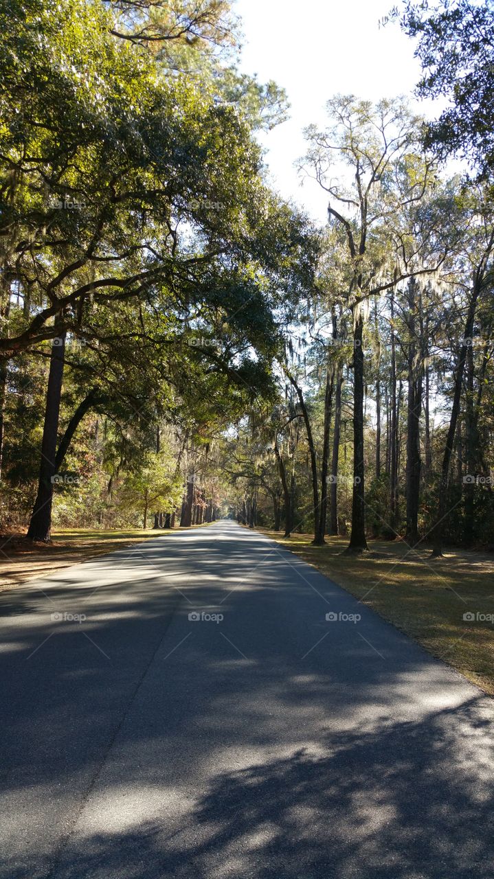 The Road to Palmetto Bluff. On our way to visit Palmetto Bluff, we were taken in with a peaceful road and wonderful ride through the woods.