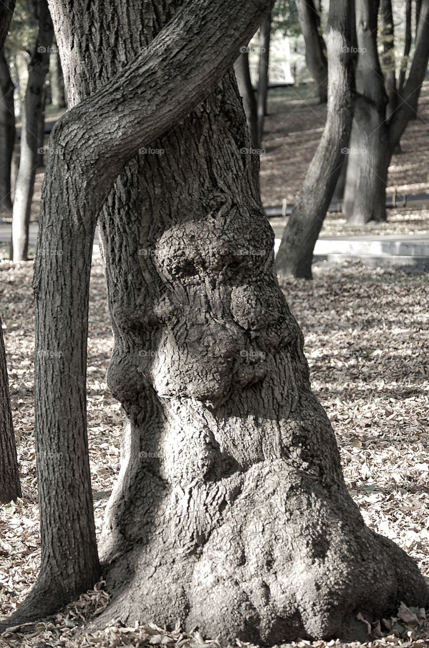 a tree in the forest