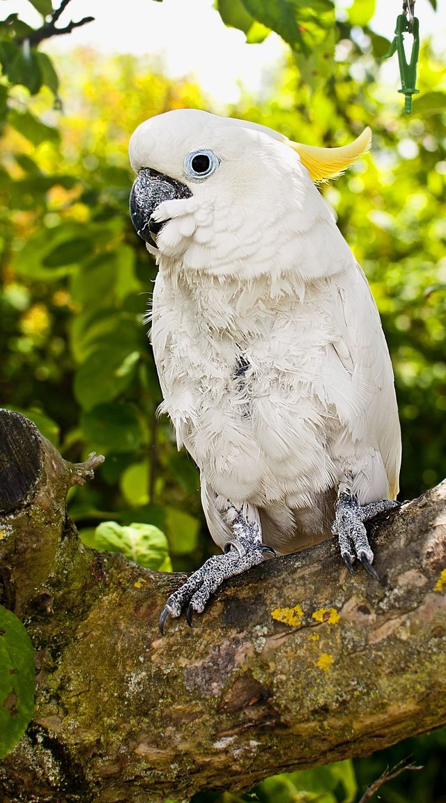 Cockatiel perching on tree branch