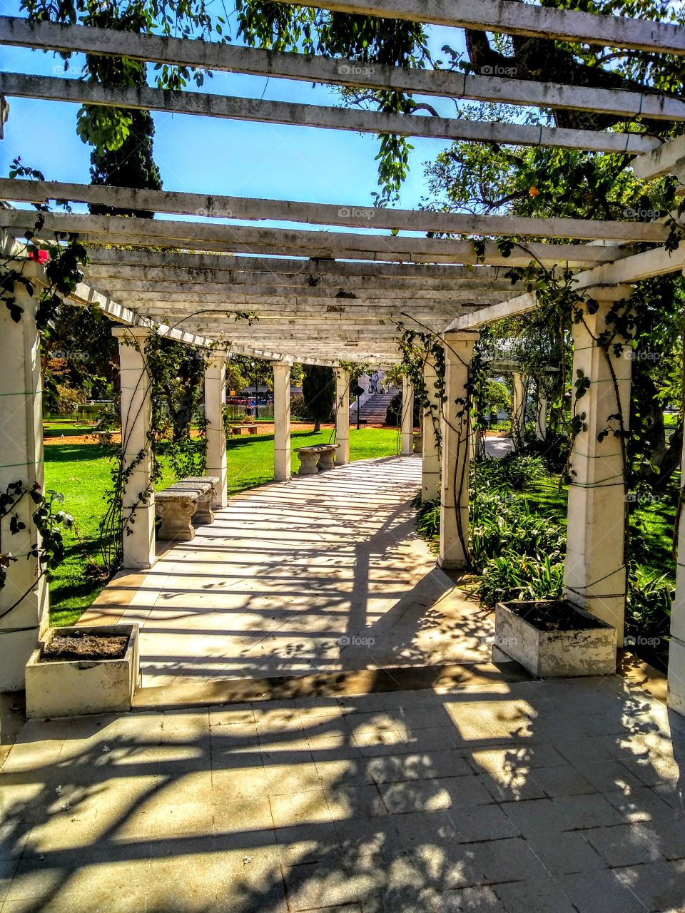 Rose garden in Buenos Aires