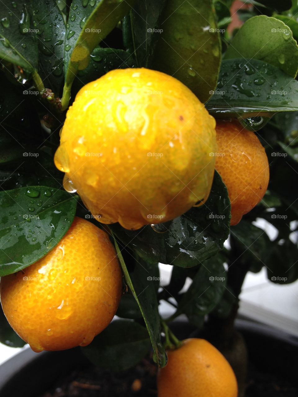 Homegrown oranges