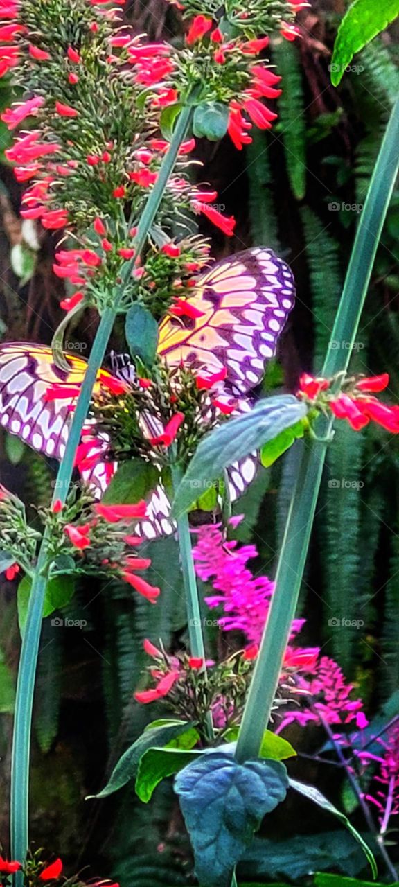 butterfly wings