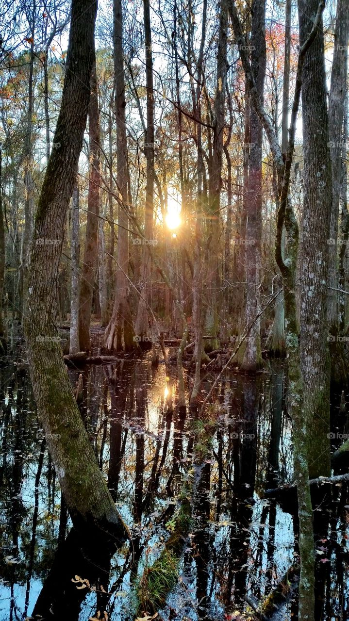 I love swamps!