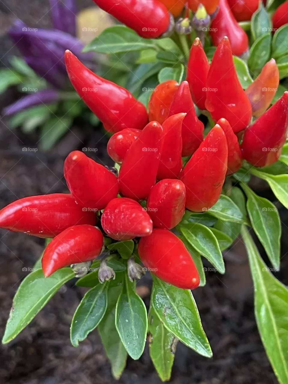 Red peppers 