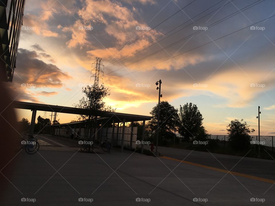 Trees basking it the sunsets light 
