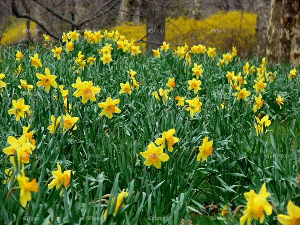 spring daffodils