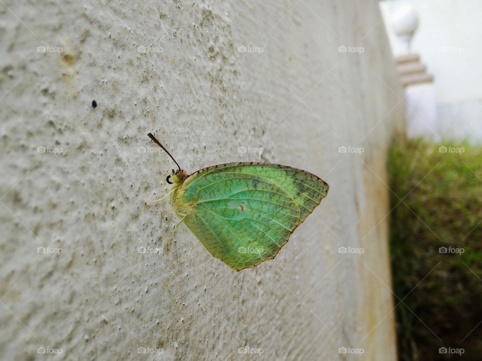 Leafy Butterfly