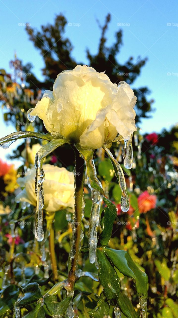 ice rose 2
