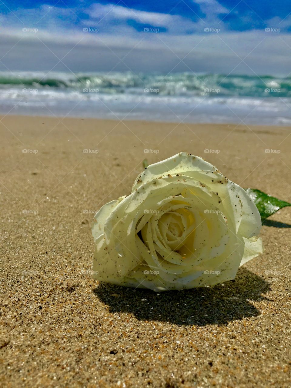 A white rose on a California beach. 