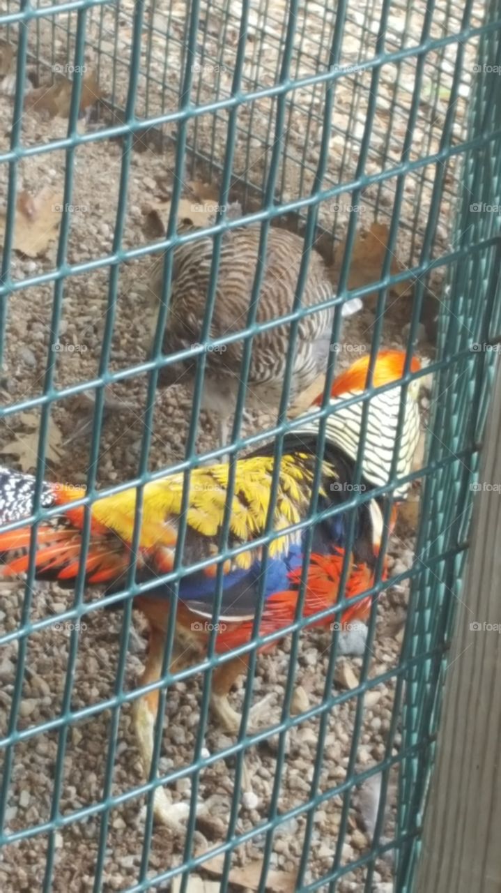 colorful bird