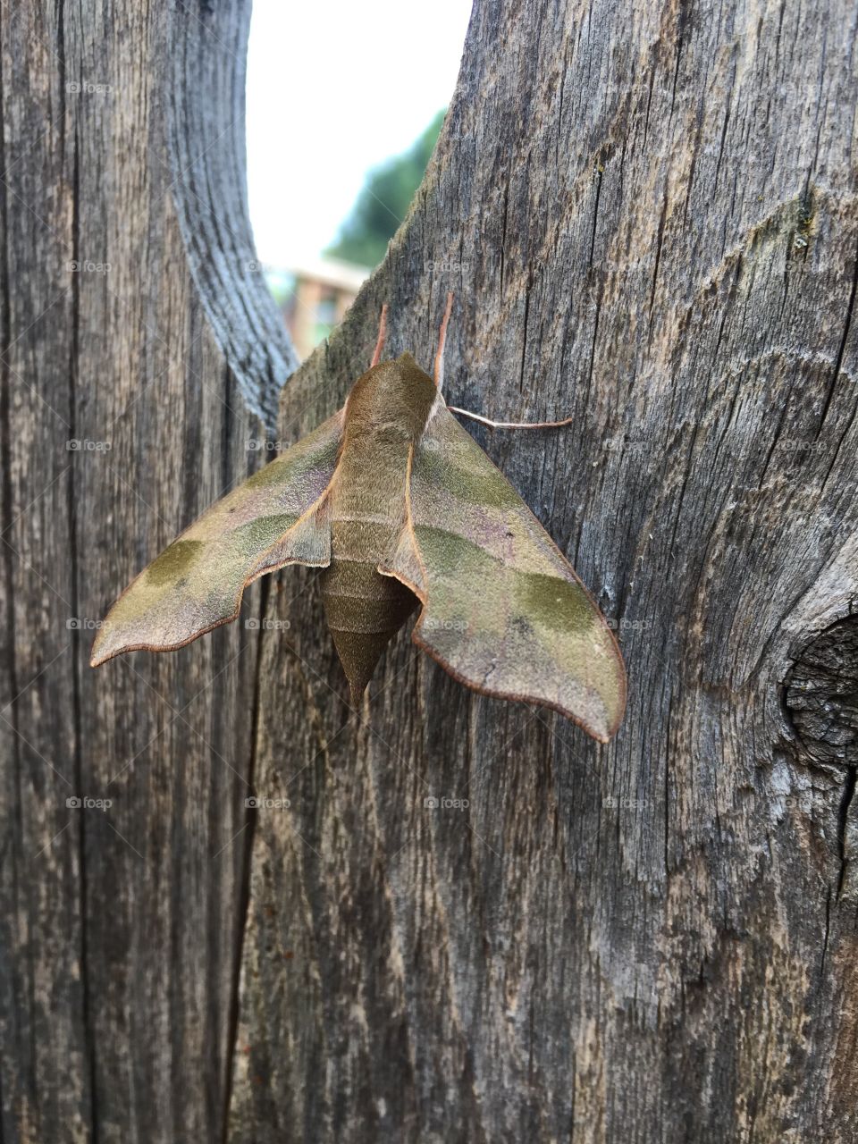 Moth on a fence