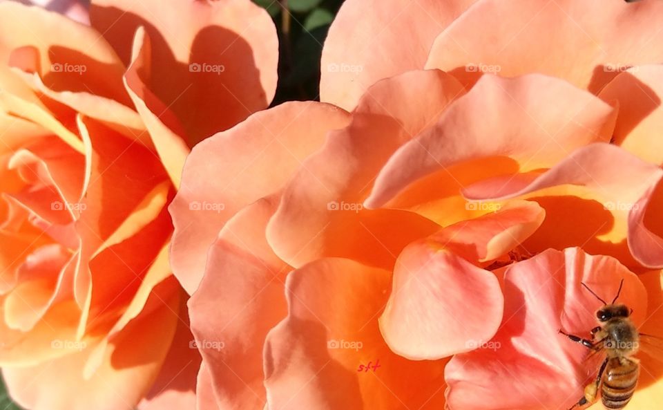 Two orange color roses attracted a bee's parking. the closeup can feel bright, warm and filled of romantic love.