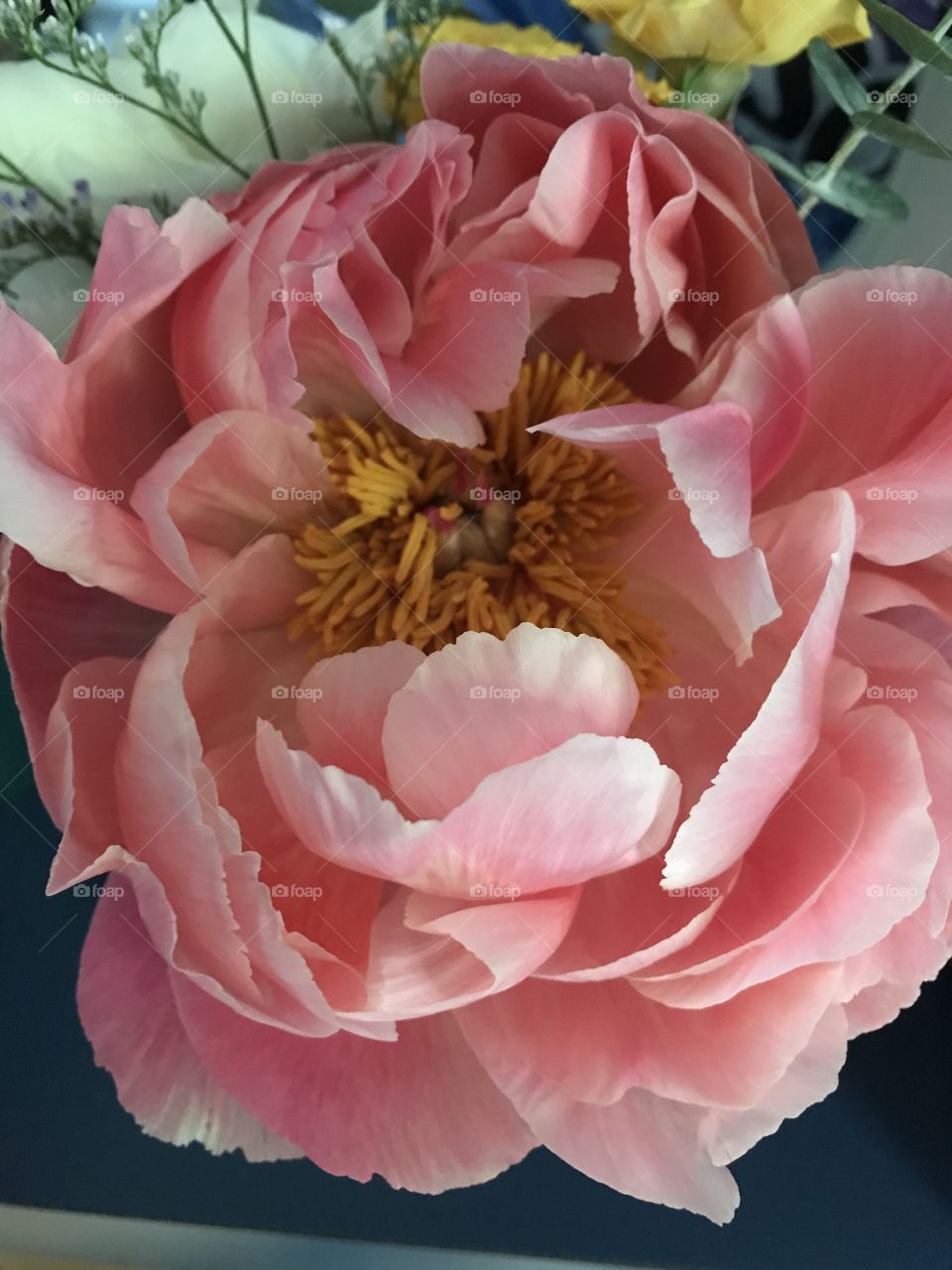 Peony in Covid, still open