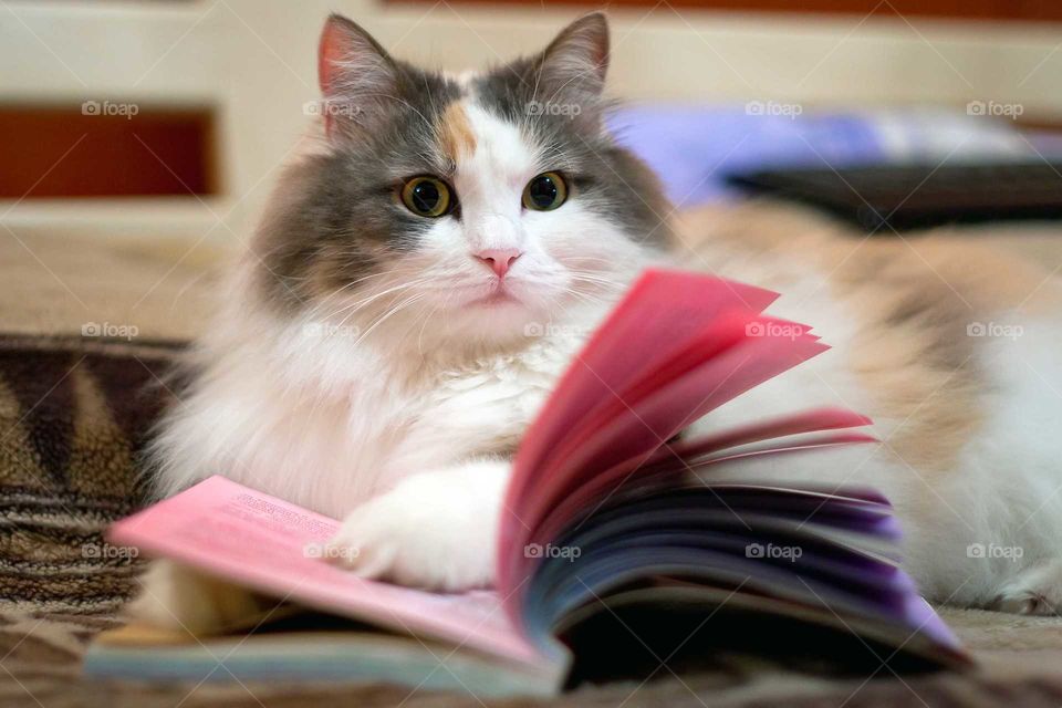 Cute threecolored cat with a book