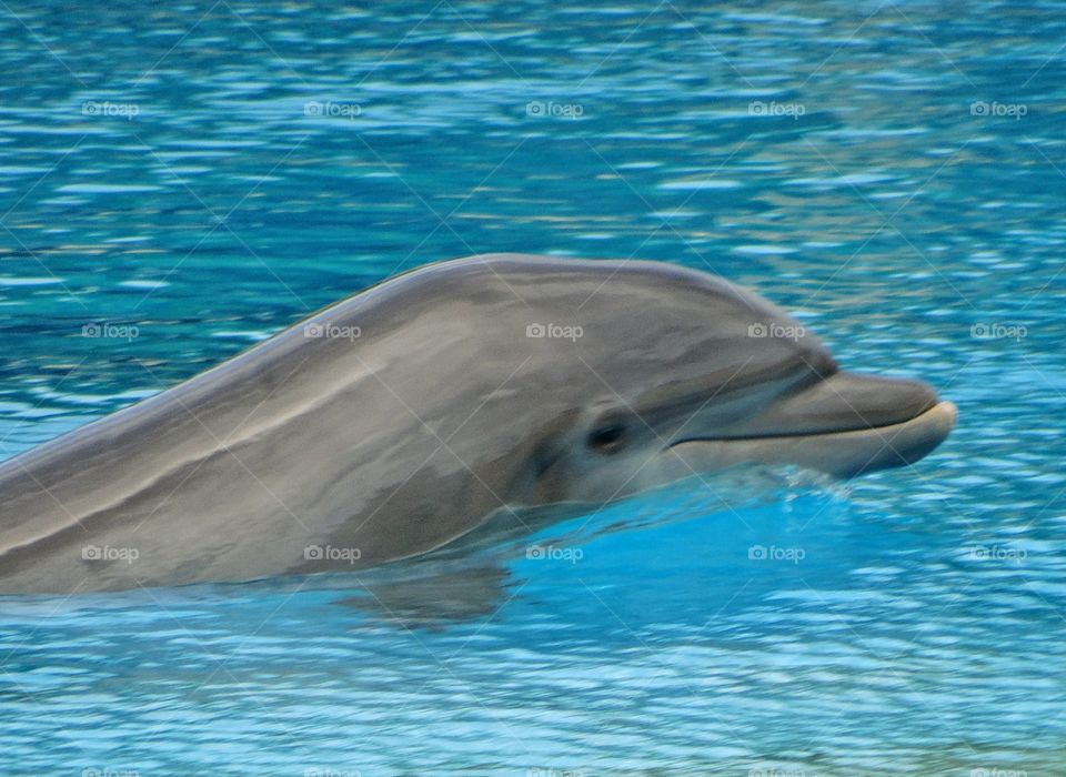 Bottlenose Dolphin. Dolphin In Clear Turquoise Waters
