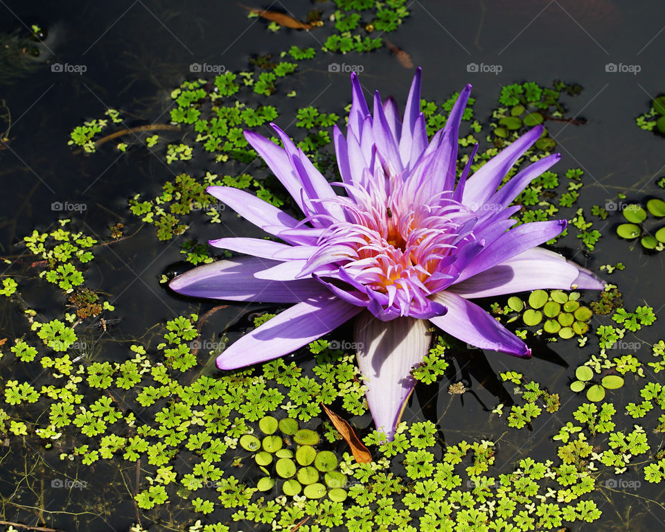 Purple water flower